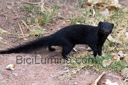 Mongoose Black opinión y ficha técnica